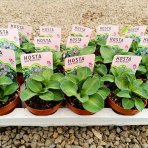 Funkia ( Hosta) ´BLUE MOUSE EARS´ - kont. P11